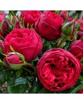Роза чайно-гибридная спрей Ред Пиано|Hybrid Tea Spray Rose Red Piano|Троянда чайно-гібридна спрей Ред Піано 